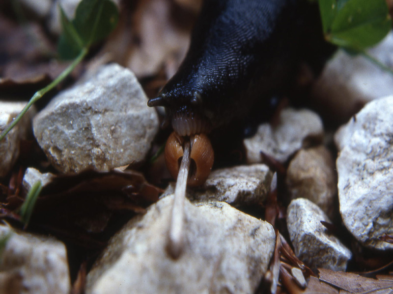 Limax cinereoniger da Monte La Marzola (TN)